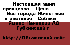 Настоящая мини принцесса  › Цена ­ 25 000 - Все города Животные и растения » Собаки   . Ямало-Ненецкий АО,Губкинский г.